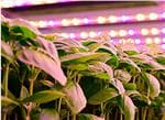 Cree LED Horticulture Lighting LEDs